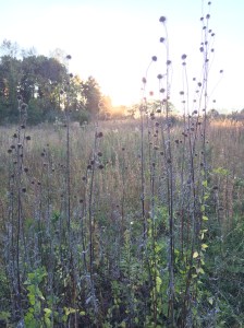 Sunset at Price Park. Photo by Carla Kucinski.