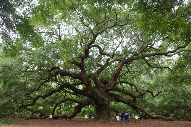 Angel Oak Tree by Carla Kucinski