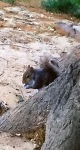 Chad and Joey's best squirrel
