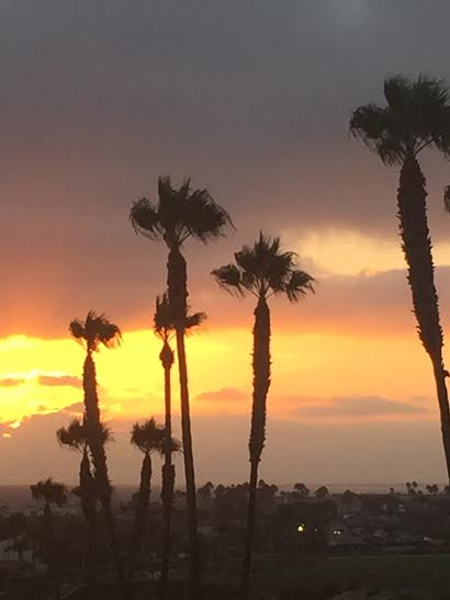 tall-skinny-palm-trees