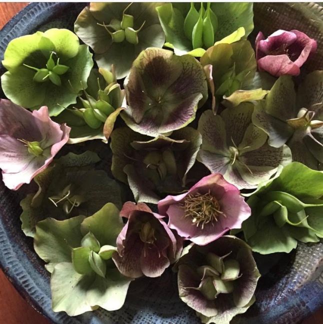 lenten roses