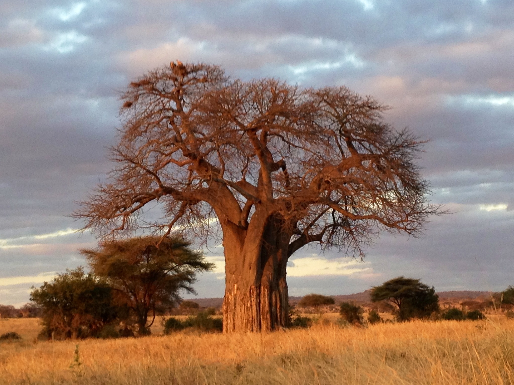 AFRICA BALBO BACK COVER.JPG