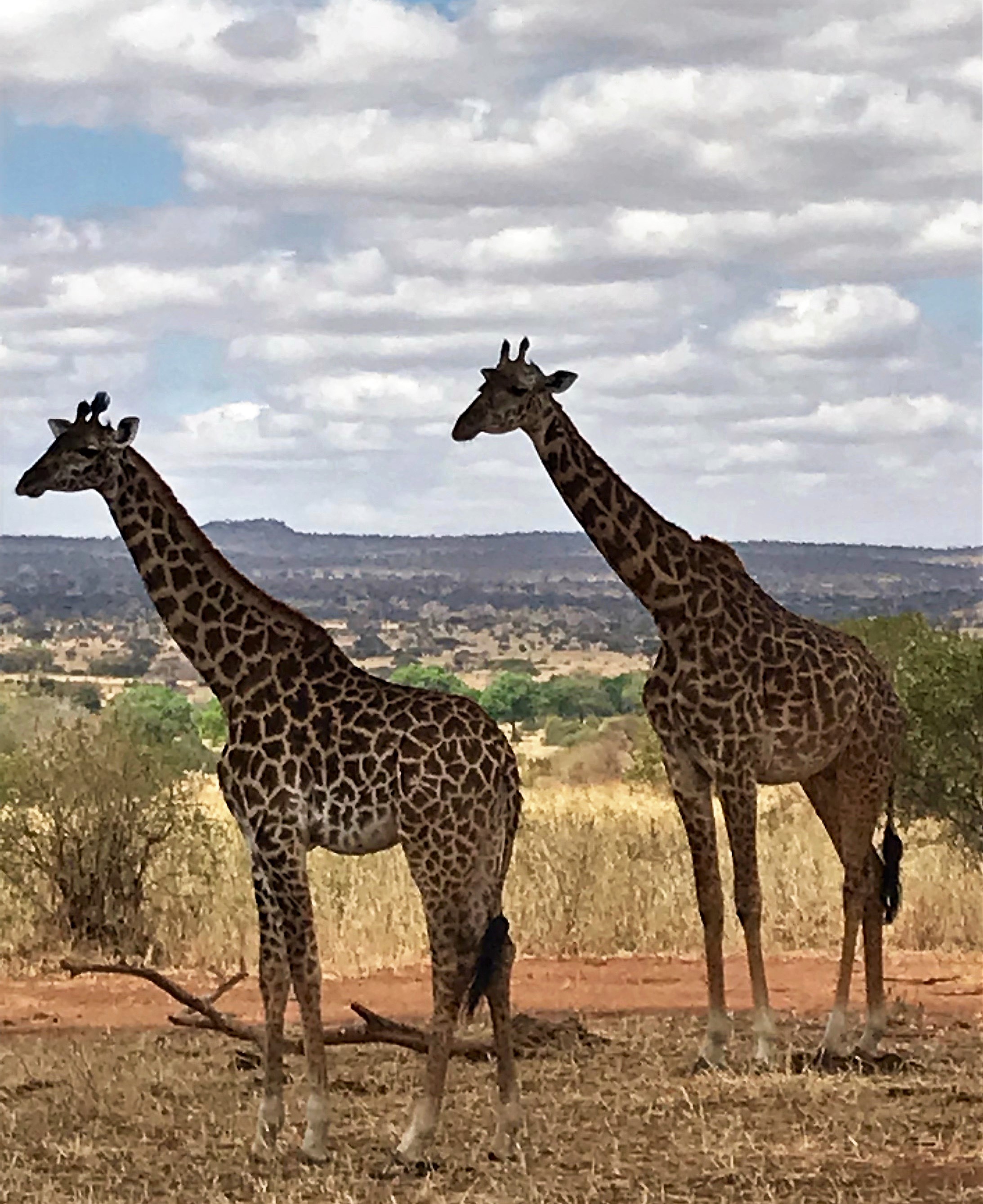 AFRICA DOULBE GIRAFFE