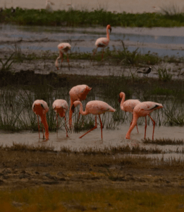 AFRICA FLAMINGO MARGE PHOTO