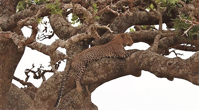 AFRICA FRED SHOT LEAPORD CLOSEUP