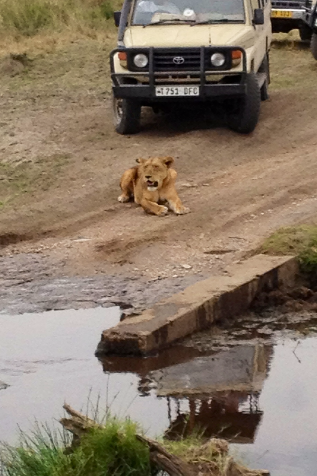 AFRICA LION IN ROAD