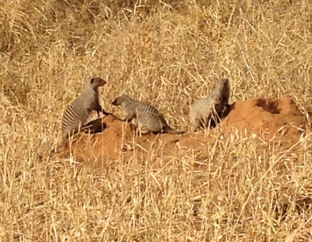 AFRICA MONGOOSE