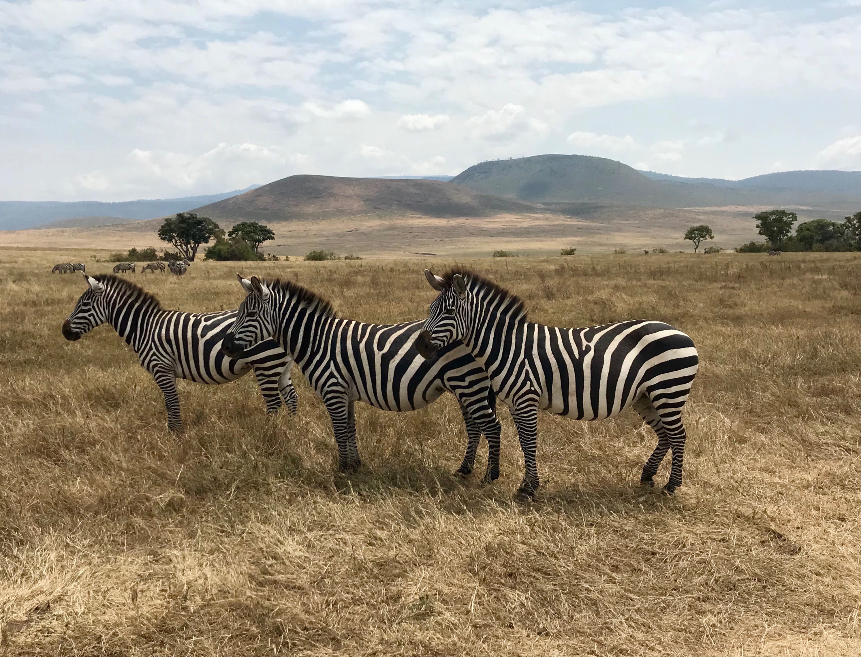 AFRICA ZEBRAS TRIO